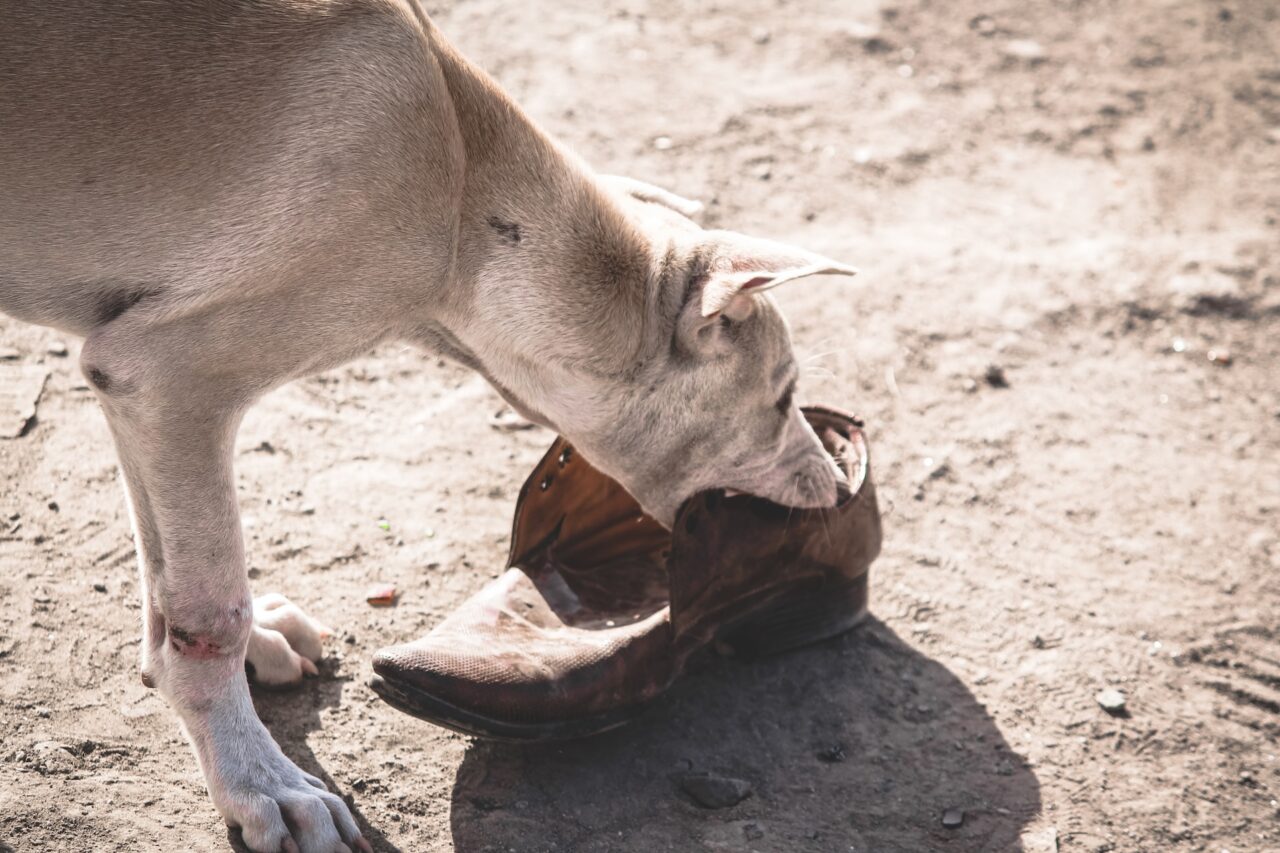 animal bites